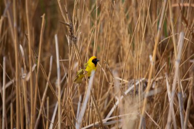 Cape Weaver, Ploceus capensis