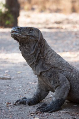 Komodo ejderhasının doğal ortamdaki yakın çekimi.