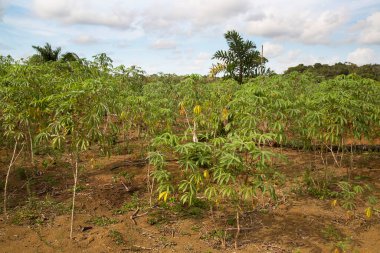 yeşil tropikal tarım çiftliği görünümü