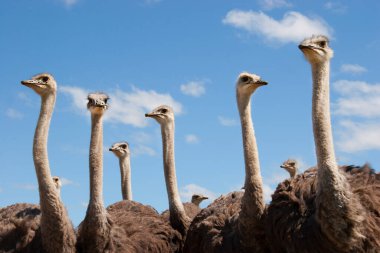 Bir grup genç devekuşu, Struth Camelus açık düzlüklerde birlikte yürüyorlar.