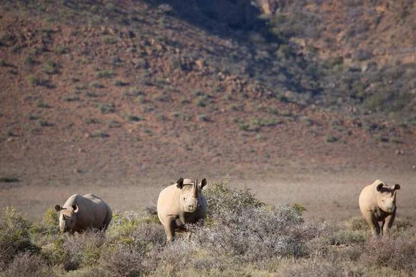 Kara gergedan, Diceros bicornis, Karoo çölü vadisinde alçak çalılıklarda yürüyor.