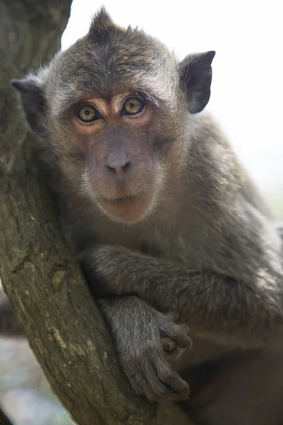Yengeç yiyen ya da uzun kuyruklu macaque, Macaca fascicularis, bölgeyi rahatça gözlemliyor.