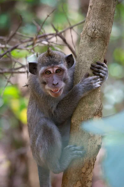 Macaco Joven Come Cangrejos Cola Larga Macaca Fascicularis Relajado Observando — Foto de Stock