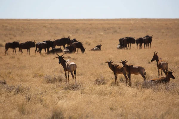 Yaygın tsessebe veya sassaby, Damaliscus lunatus, alt türler lunatus, kuru çayırlarda otlayan