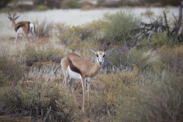 Springfield, Antidorcas Marsupialis, çölün kuru otlaklarında yürüyor ve otluyor.