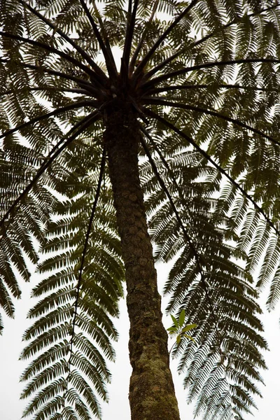 Palmera Con Hojas Fondo Del Mar —  Fotos de Stock