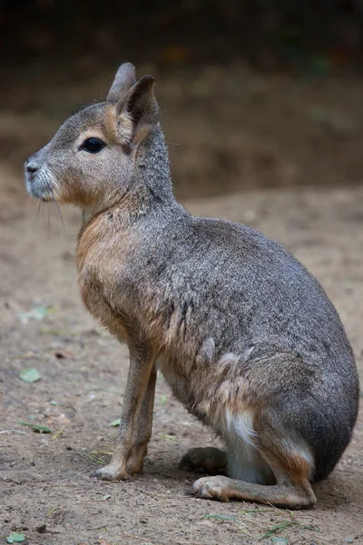 Ein Schwarz Weißes Känguru Zoo — Stockfoto