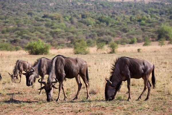 Kenya Bozkırında Vahşi Hayvan Sürüsü — Stok fotoğraf