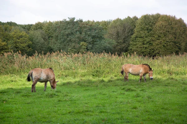 Herd Wild Konik Horses — Stock Photo, Image