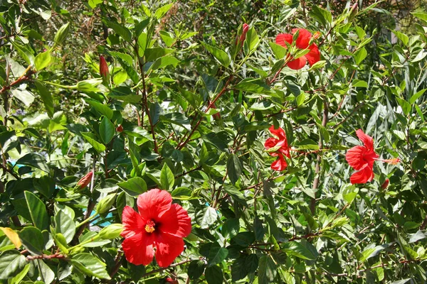 Rote Blumen Garten — Stockfoto