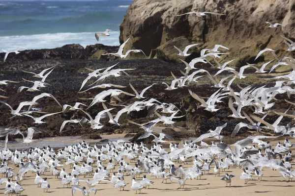 Daha büyük ibikli kırlangıçlar sürüsü