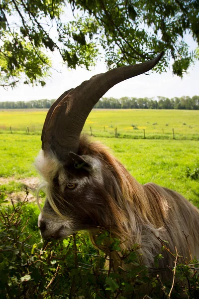 Geit Een Groene Weide — Stockfoto