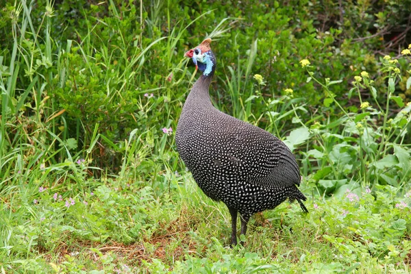 Pavo Real Zoológico — Foto de Stock