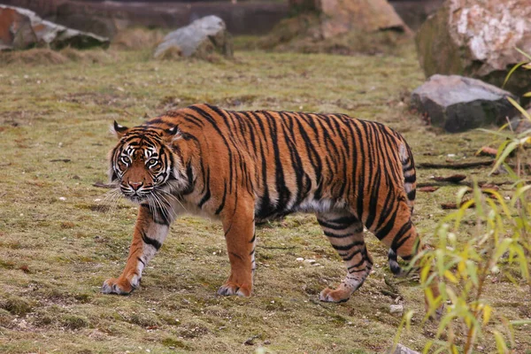 Royal Bengal Tiger alert