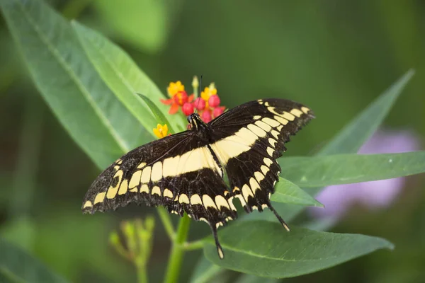 Butterfly Sitting Green Leaf — Stock Photo, Image