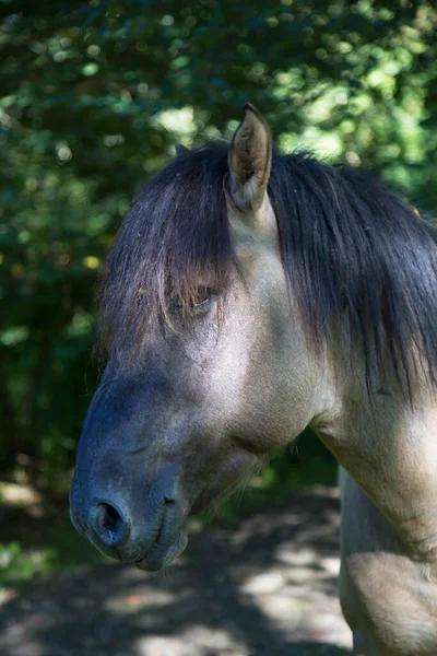 Horse Meadow Farm — Stock Photo, Image