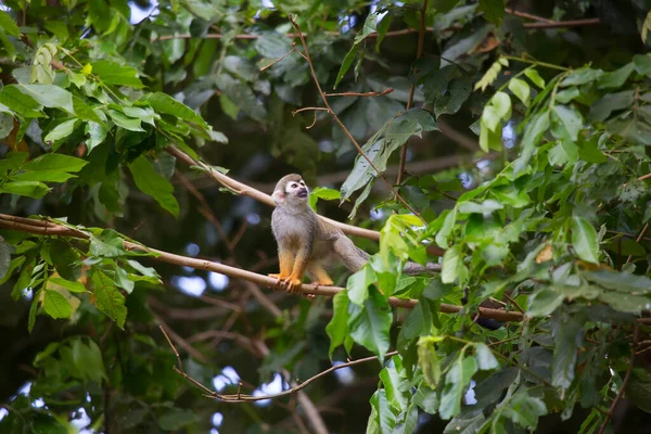 Macaco Bonito Habitat Natural — Fotografia de Stock