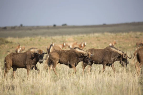 Groep Wilde Stieren Savanne Van Kenya — Stockfoto