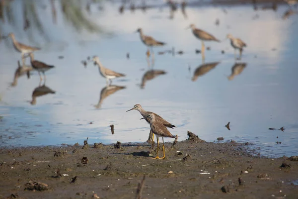 Ein Vogel Läuft Wasser Strand — Stockfoto