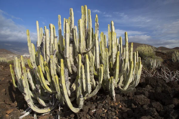 Kaktüs bitkileriyle volkanik vadi manzarası
