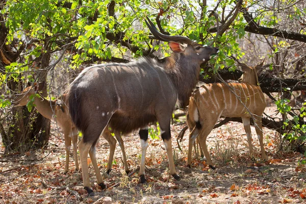 Savanadaki vahşi antilop manzarası  