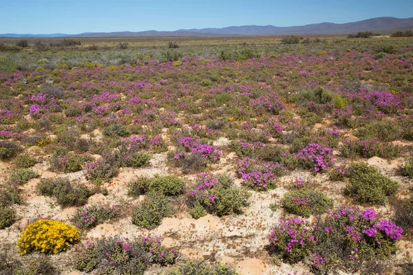 Beautiful Blooming Flowers Meadow — Stock Photo, Image