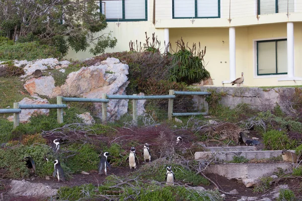 Kilátás Nyílik Csorda Pingvinek Strandon Épület — Stock Fotó