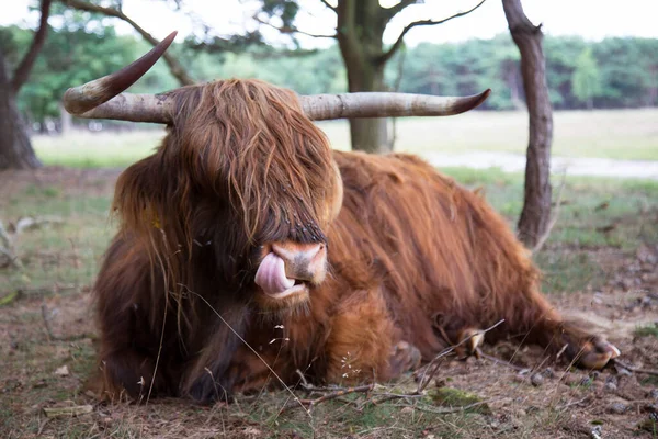 Κοντά Στο Κεφάλι Των Βοοειδών Highland Ανάπαυσης — Φωτογραφία Αρχείου