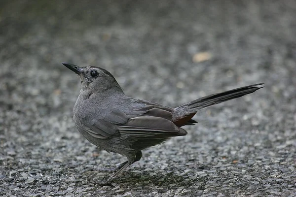 黒い頭をした黒い鳥が岩の上で — ストック写真