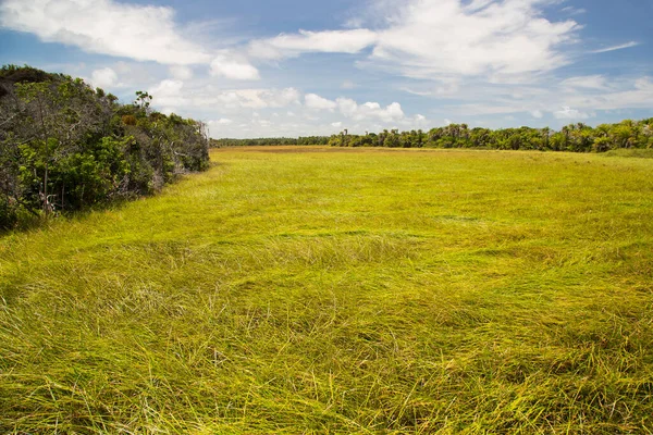 Groen Gras Blauwe Lucht — Stockfoto