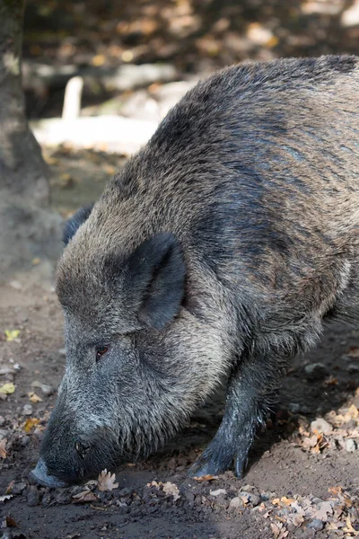 Wild Boar Swine Sus Scrofa Searching Food Mud — Stock Photo, Image