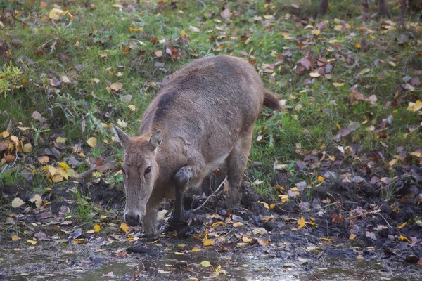 Gros Plan Jeune Cerf Mignon Dans Forêt — Photo