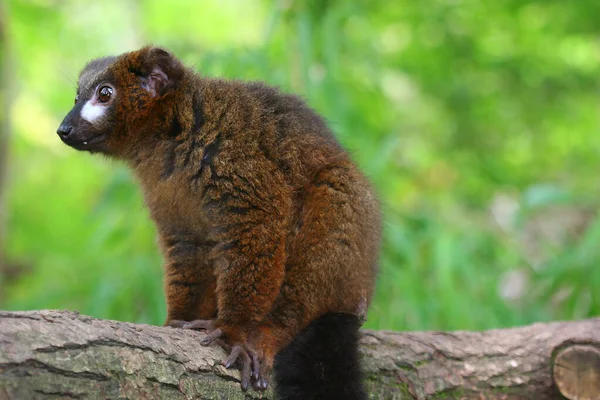 Kırmızı karınlı Lemur (Eulemur rubriventer)