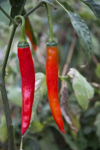 kırmızı kırmızı kırmızı kırmızı biber bir dalda