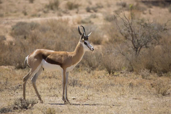 Springfield, Antidorcas Marsupialis, çölün kuru otlaklarında yürüyor ve otluyor.
