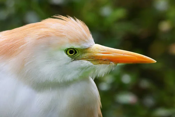 Beyaz Koereiger Kuşunun Görünümü — Stok fotoğraf