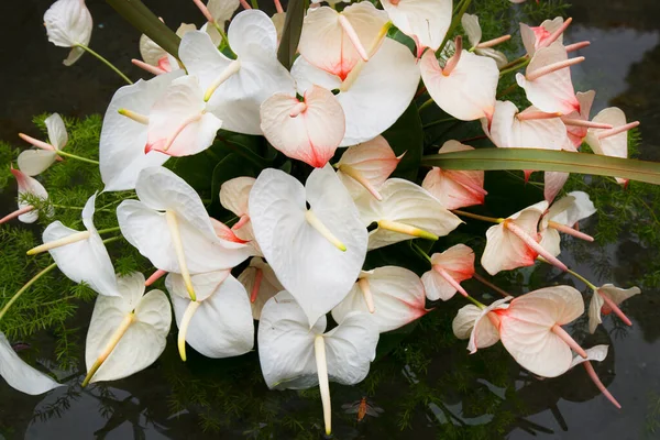 Piękne Białe Kwiaty Storczyki Ogrodzie — Zdjęcie stockowe
