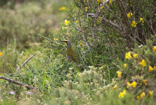 Pájaro Una Rama Bosque —  Fotos de Stock