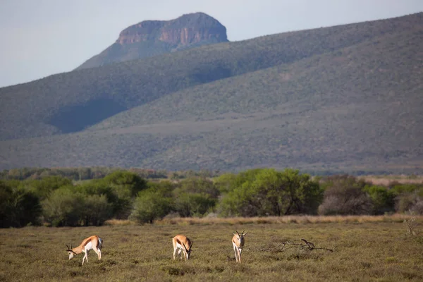Dağlarda otlayan antilop sürüsü.