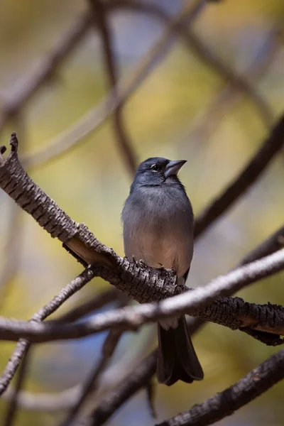 Tit Bird Perching Branch Tree — Fotografia de Stock