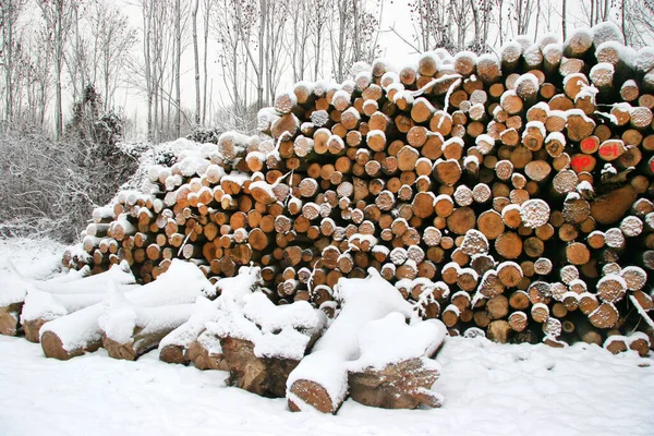 Kış ormanında yakacak odun yığını