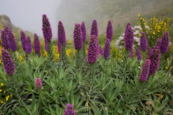 マデイラ諸島の誇りの大きな紫色の花の頭 エキウムの候補者 — ストック写真