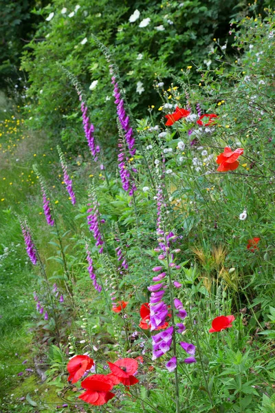 Bahçedeki güzel çiçekler