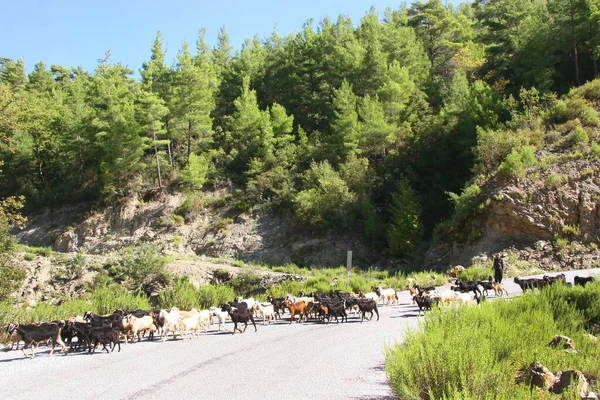 Dağlarda bir keçi sürüsü