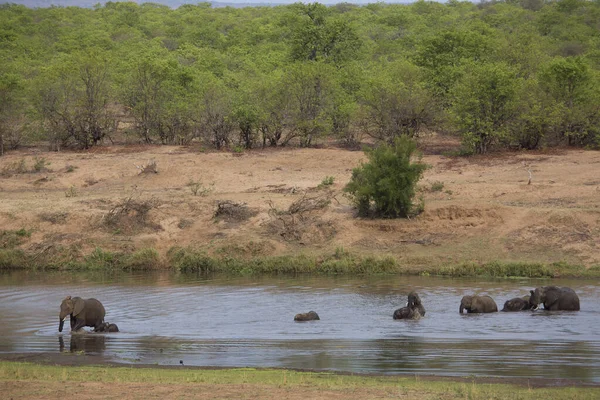 Afrikai Elefánt Loxodonta Africana — Stock Fotó
