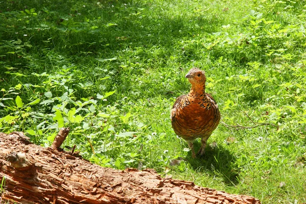 Plan Rapproché Une Poule Brune Dans Une Ferme — Photo