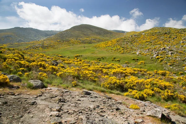 Sarı çalılı resimli dağlar.