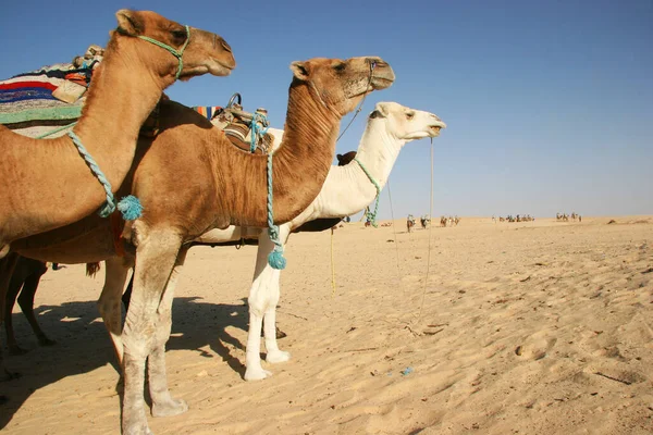 Lasttier Dromedar Camelus Dromedarius Bei Seiner Transportarbeit Der Sahara — Stockfoto