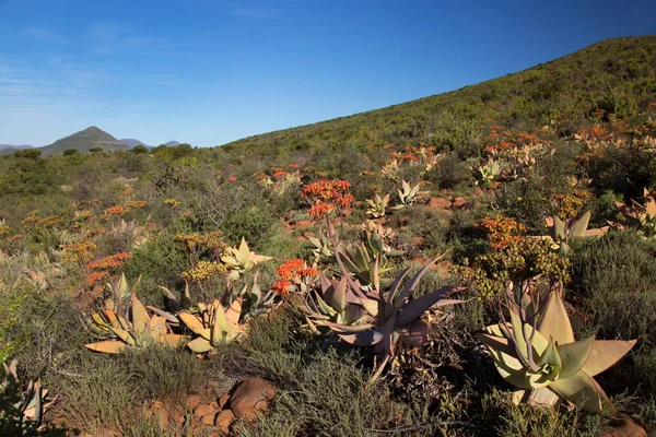 Gün batımı geniş dağ manzarasında aşınmış kayalar çiçek açan lezzetli önlüklerle kaplıdır.