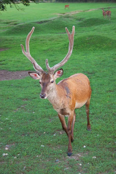 Uitzicht Herten Het Wild — Stockfoto